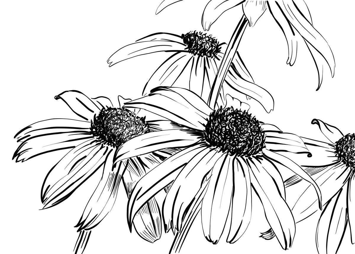 Floral Line Drawing IN-PERSON Workshop