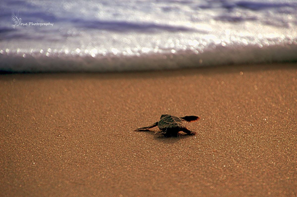 Training for Sea Turtle Emergency Response Program (STERP)