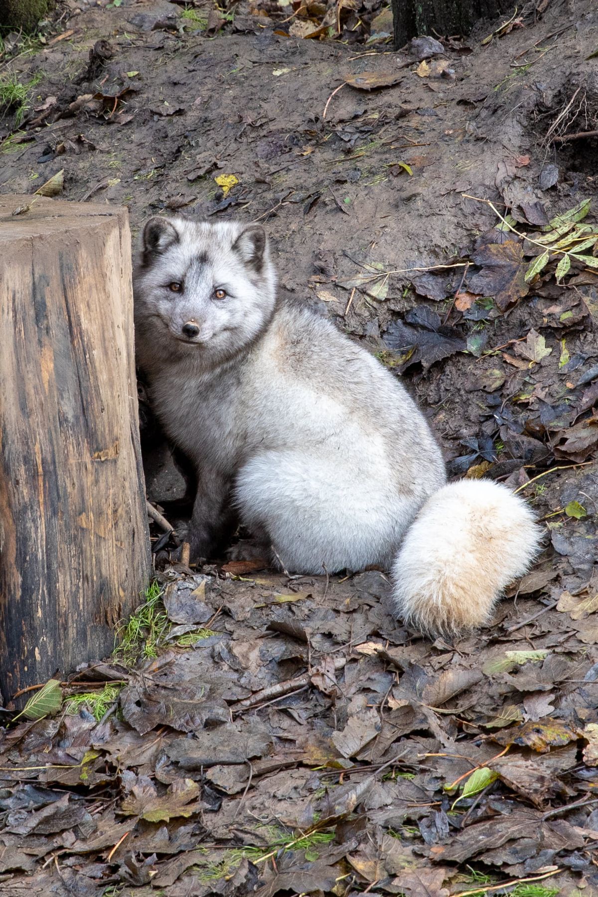 Animal Photography with a Professional Photographer at Northumberland Zoo