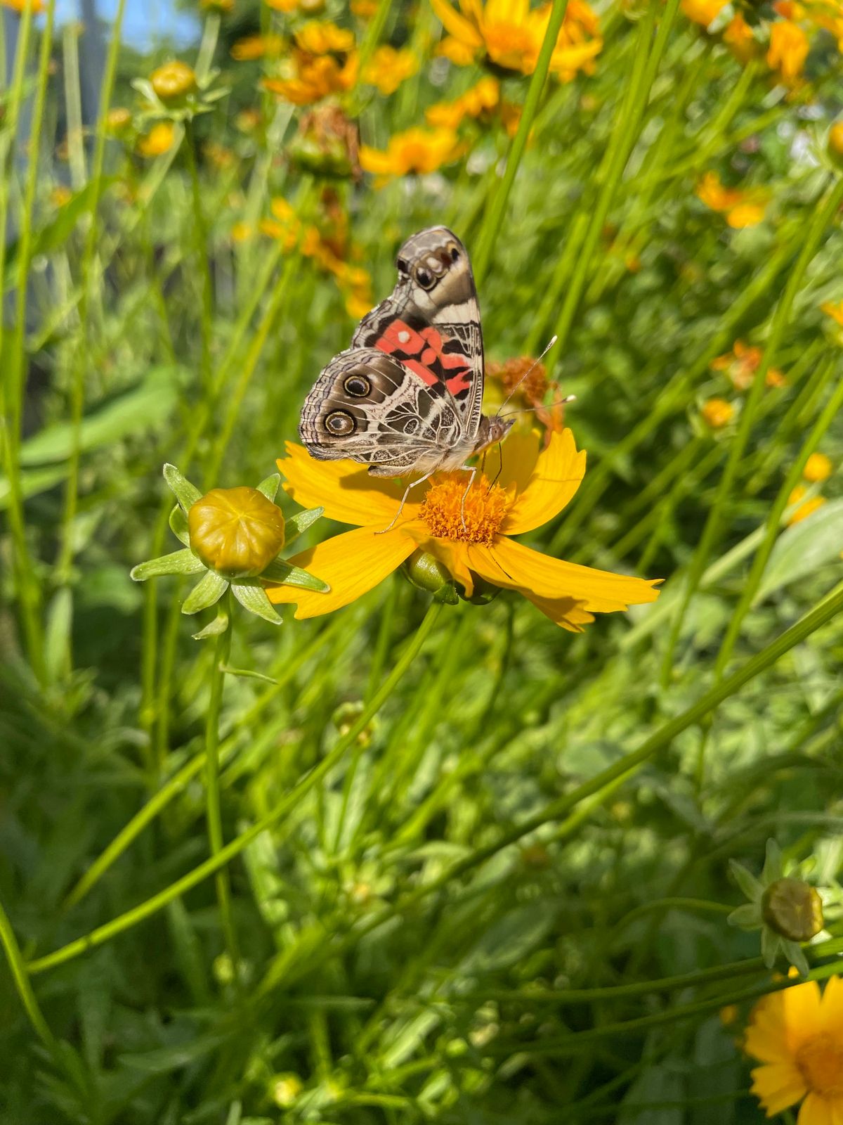 Vibrant Happy Hour - Native Gardening Hangout January 2025