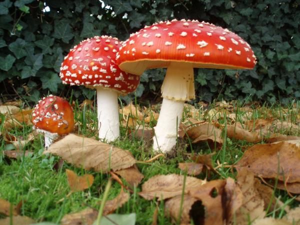 Myths and Magic of Mushrooms