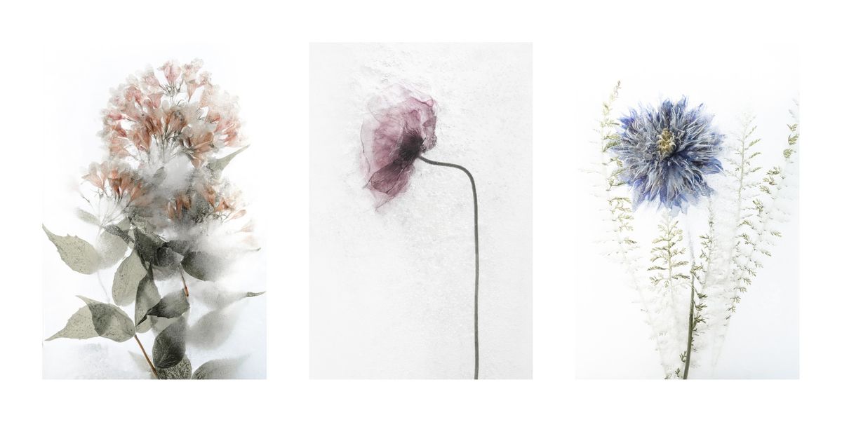 Frozen Flowers Photography "Eternity"