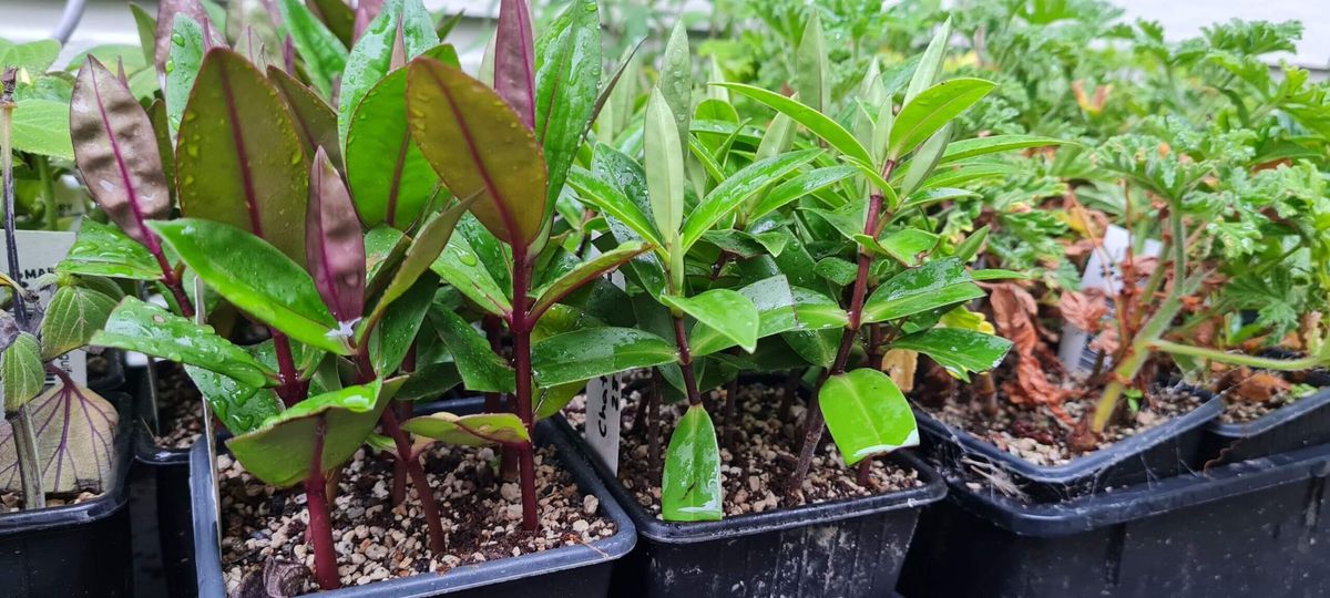 Propagate plants from cuttings