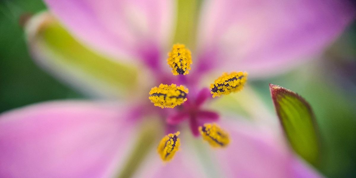 Microscopic Marvels  at Broadland Country Park