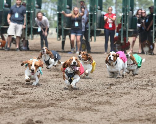Basset Hound Racing at Canterbury Park