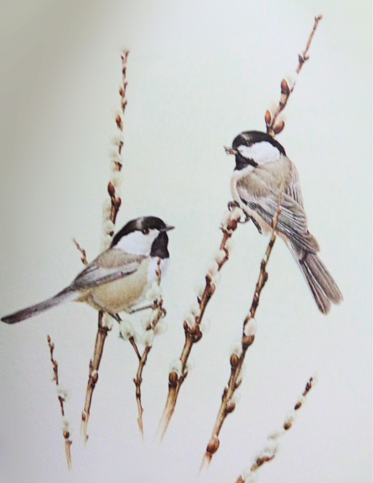 Chickadee Painting Class - Winter Family Art Classes with John Leflock