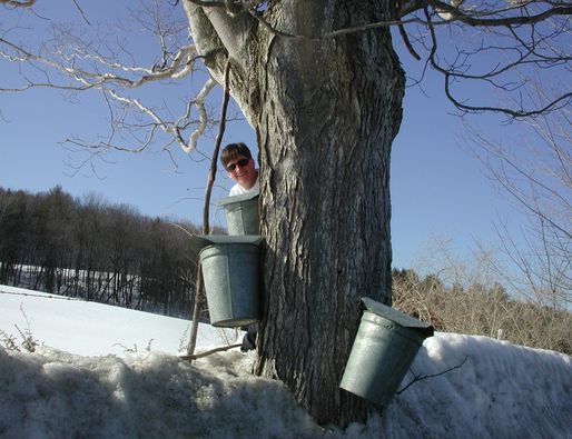 Maple Sugaring for Seniors