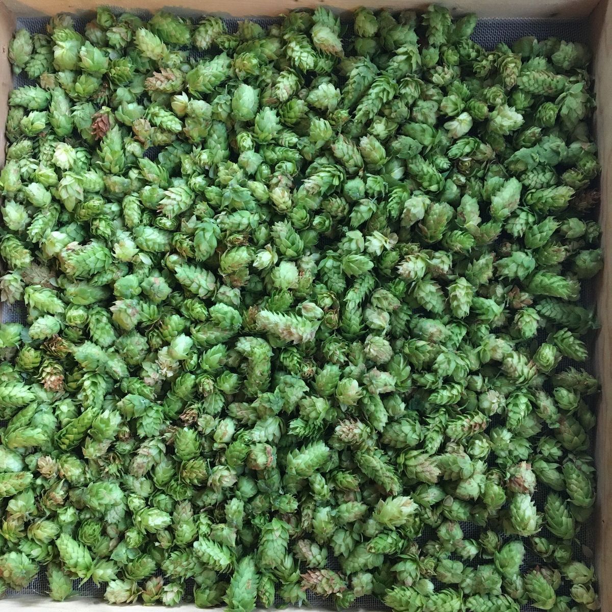 2024 Community Hops Homebrew Tasting