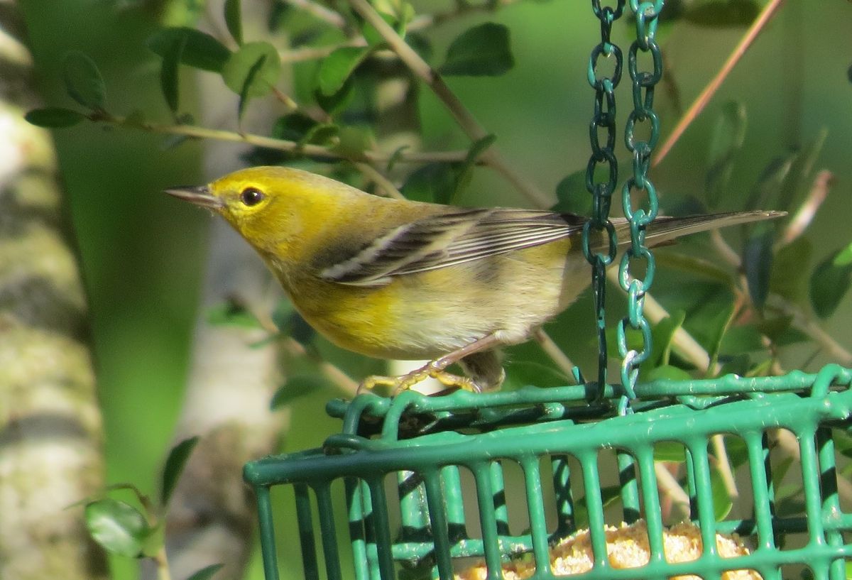 Beginning Birding