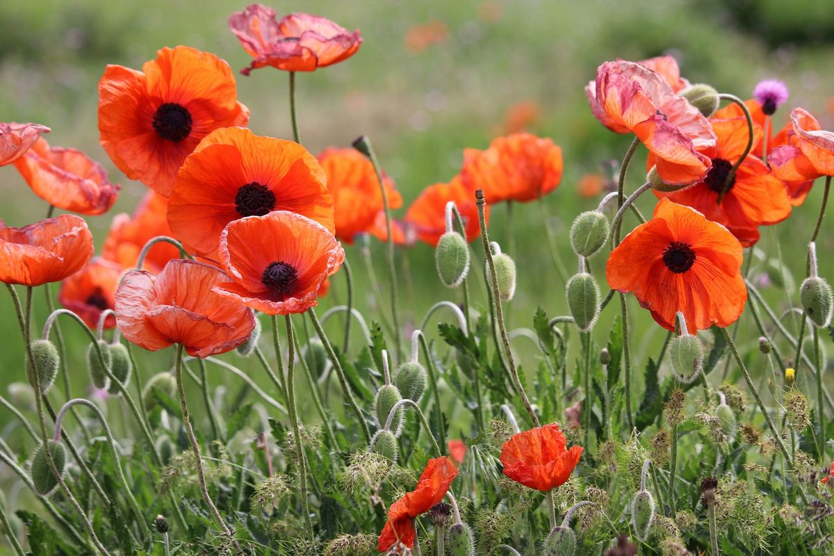 Remembrance Concert at St John's