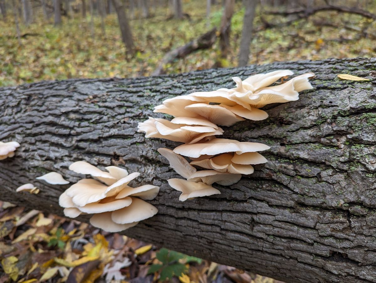 Fall Mushroom Foraging || with Andi Reisdorf (n\u00e9e Bruce)