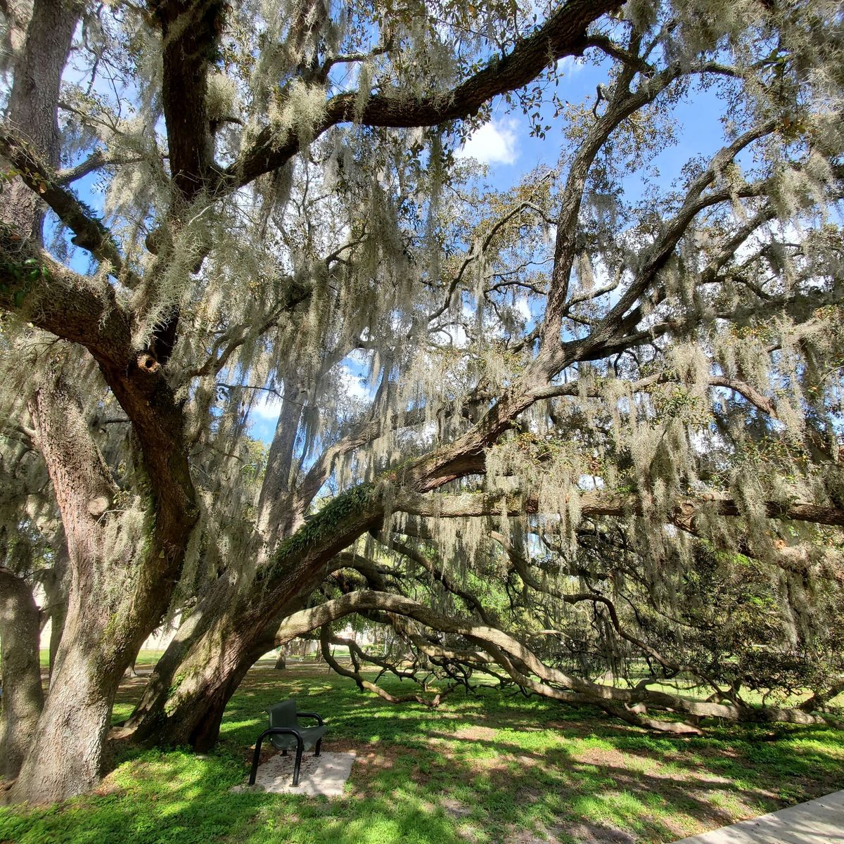 Morning Tree Walk @ Hammock Park w\/Art Finn