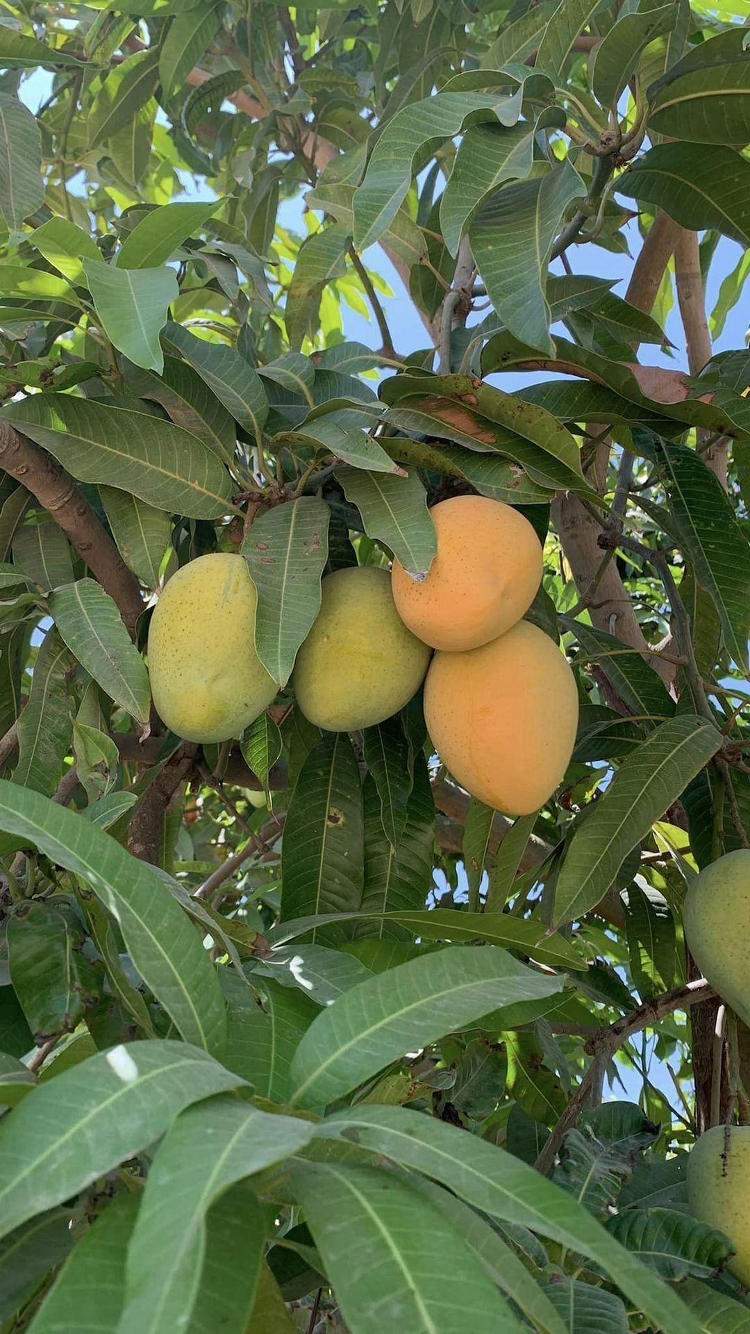 Mango Magic in Ismailia from Cairo!