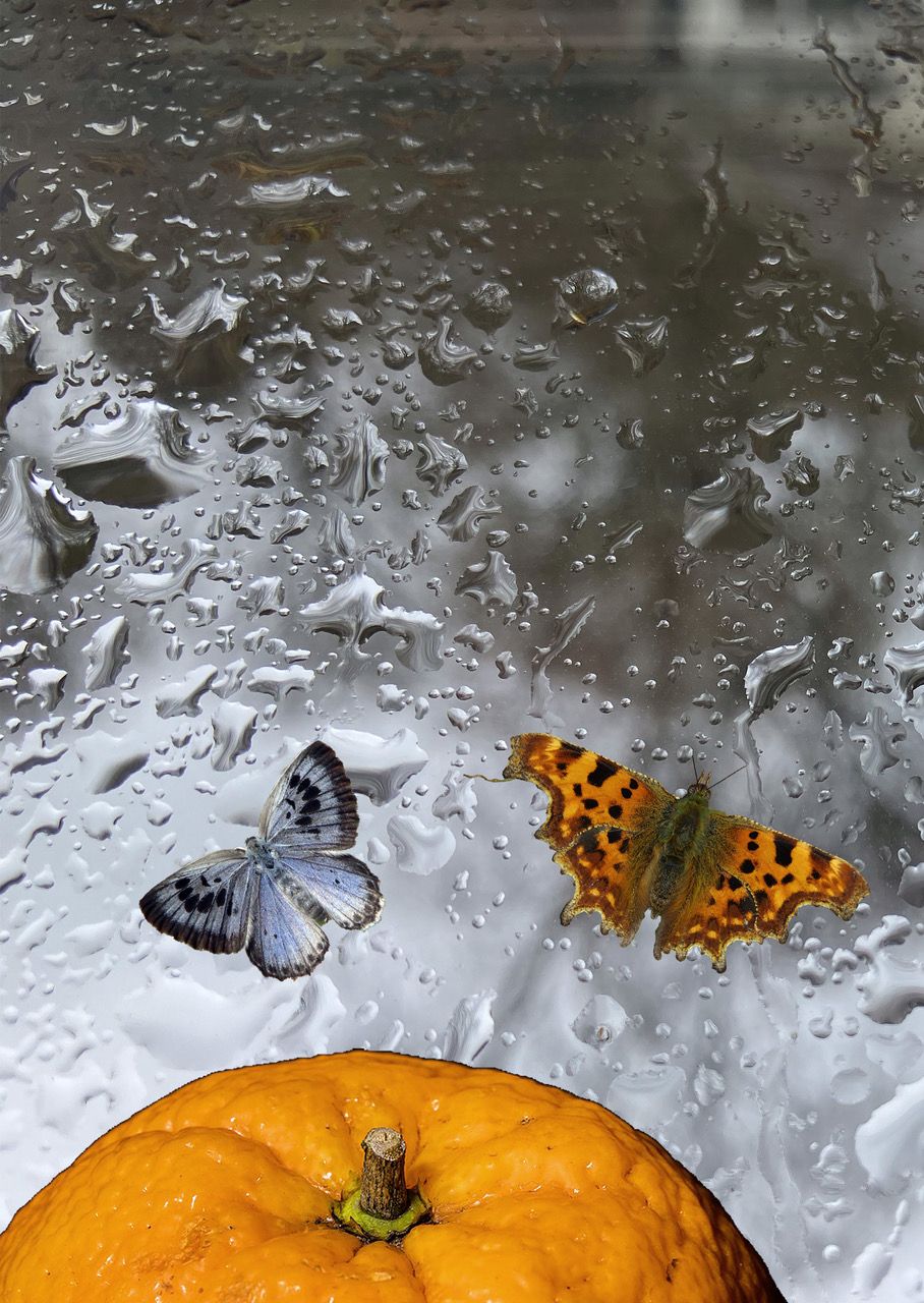 Double Bill: Nancy\u2019s Orange and The Butterfly Collector