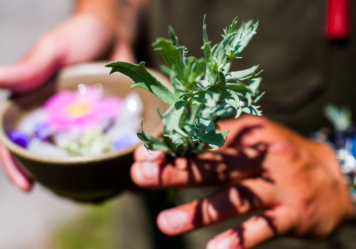 INDIGENOUS FOOD LAB by Taylor Parker and Matthew Anthony Knight-Barton