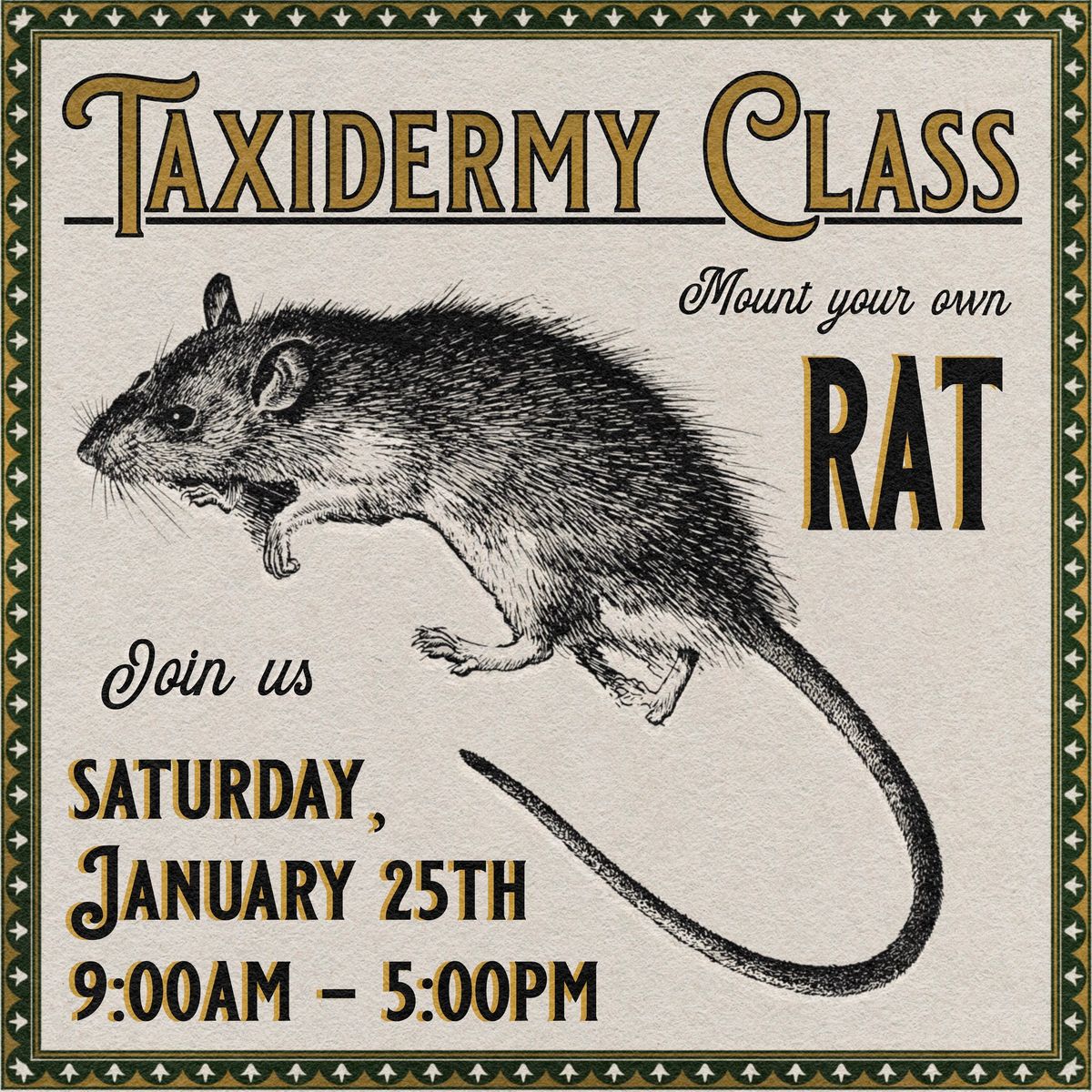 Taxidermy Rat Class