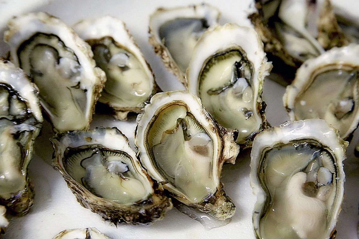 A Passion for Oysters, A Documentary Film from the Bay Journal