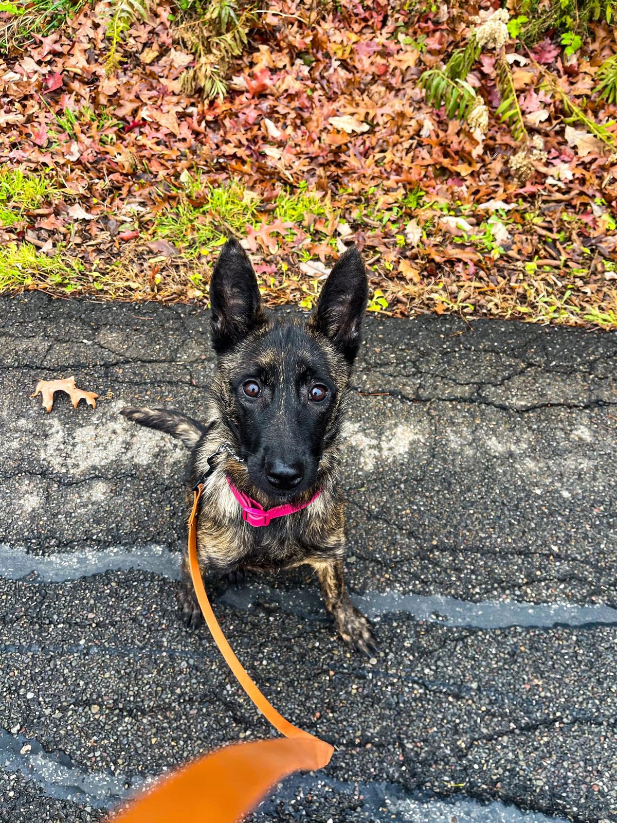 4 Week Puppy Foundation's Class 