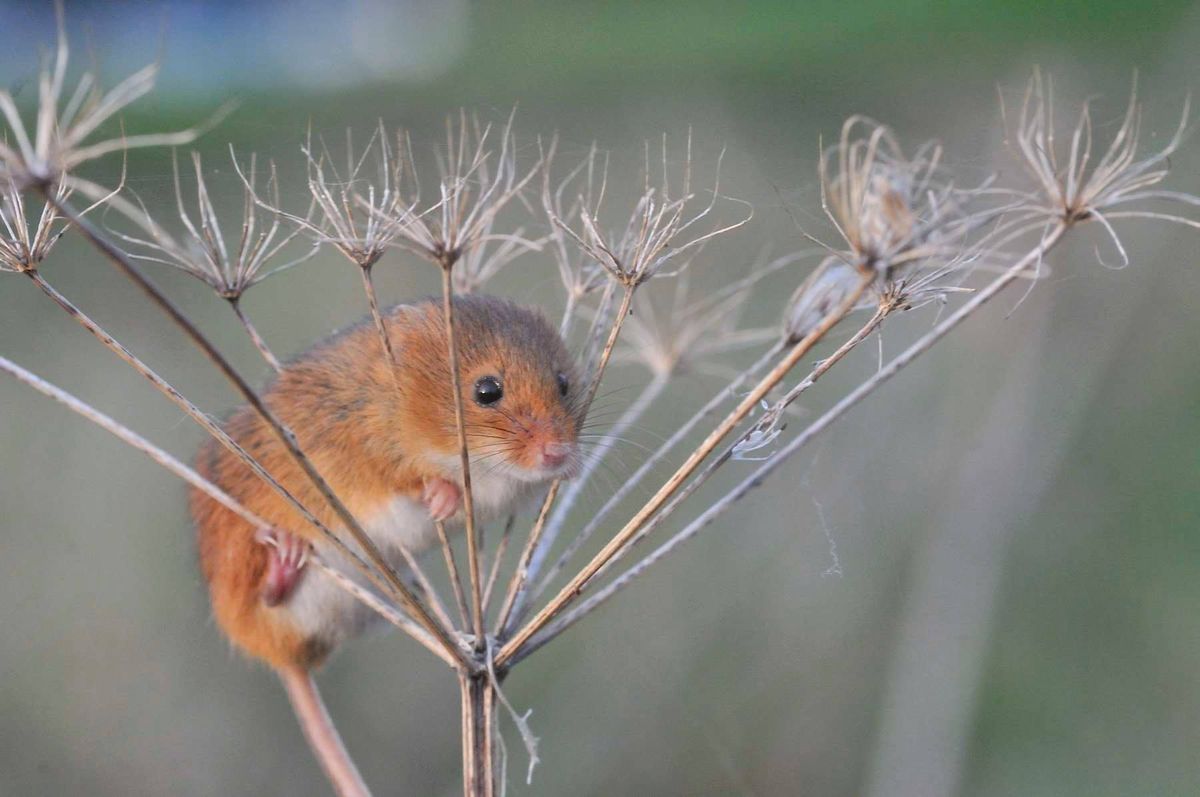 Harvest Mice Surveying - Wicken Fen