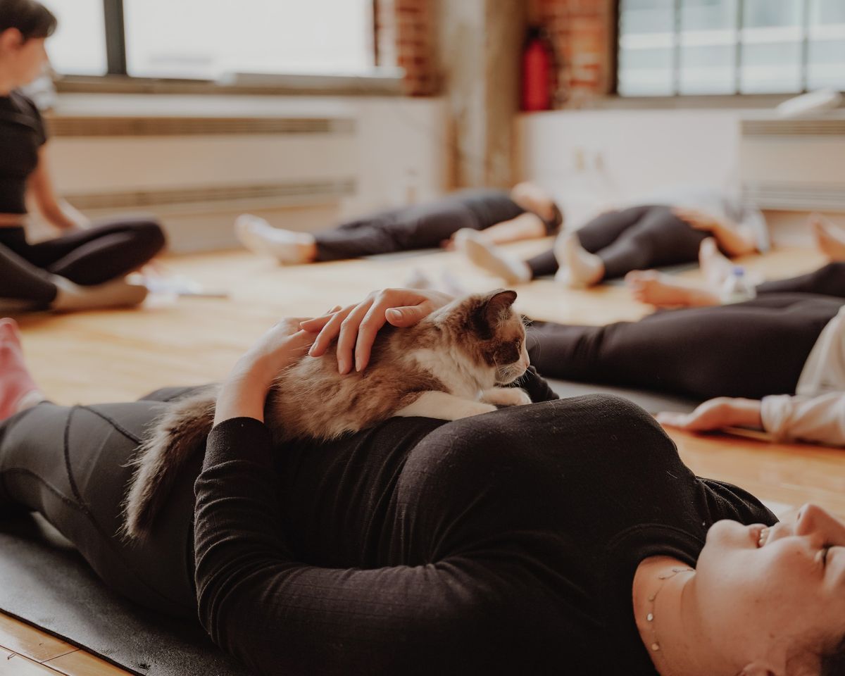 Kitty Yoga Ottawa