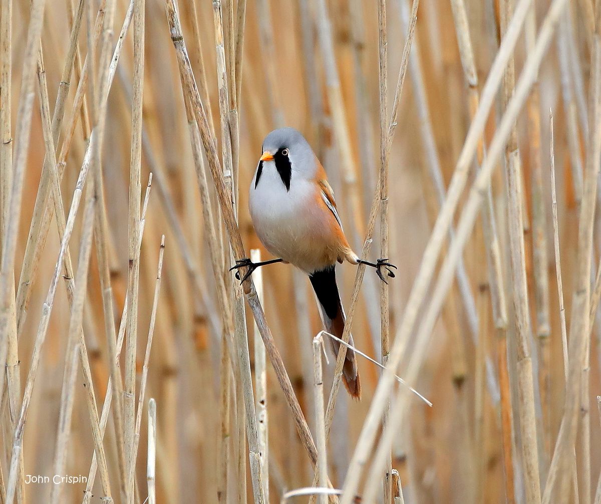 Walks with Wardens - Bearded Tit Bonanza at RSPB Ham Wall