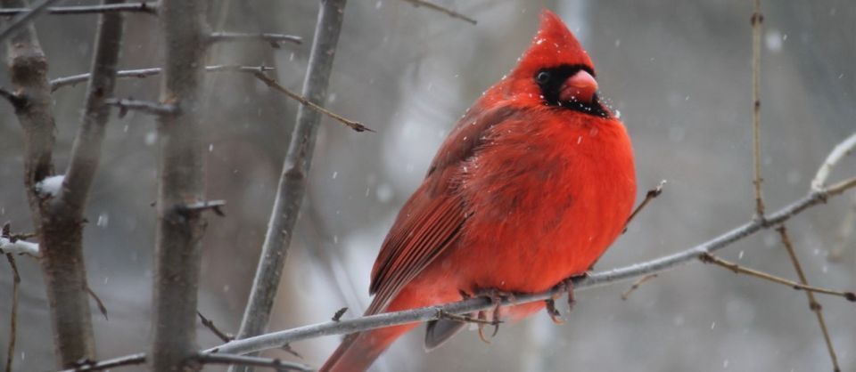 Christmas Bird Count in High Park