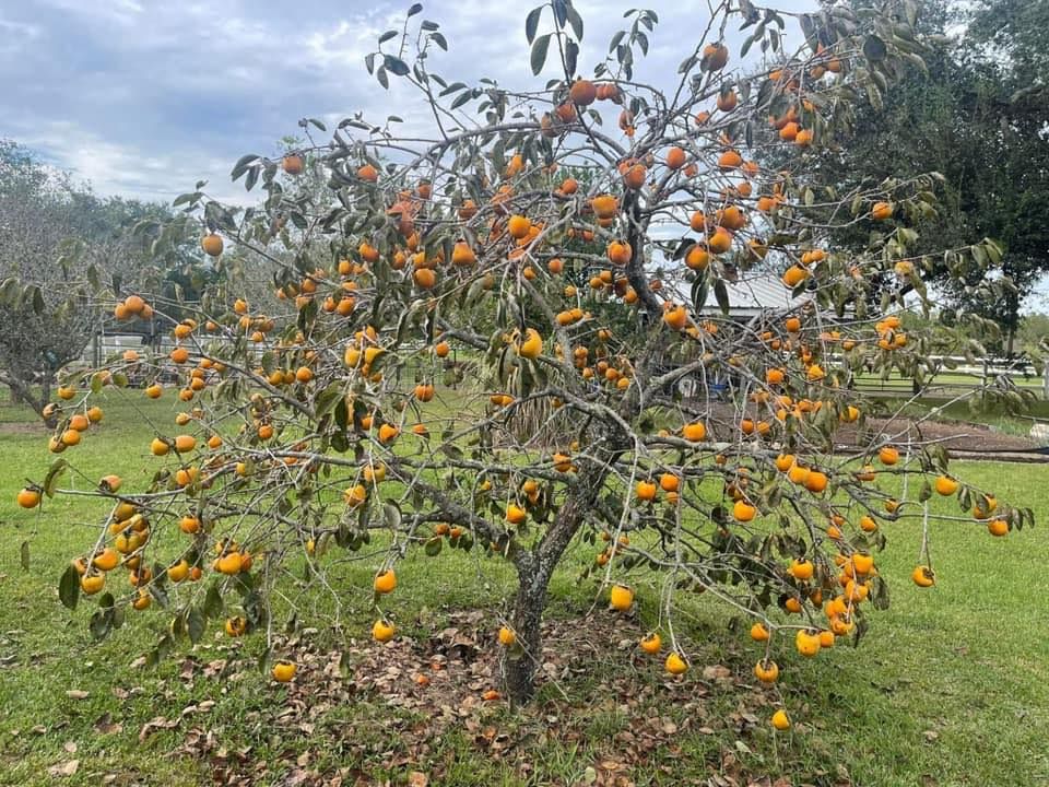 Pawpaw, Persimmon and Fig Tasting