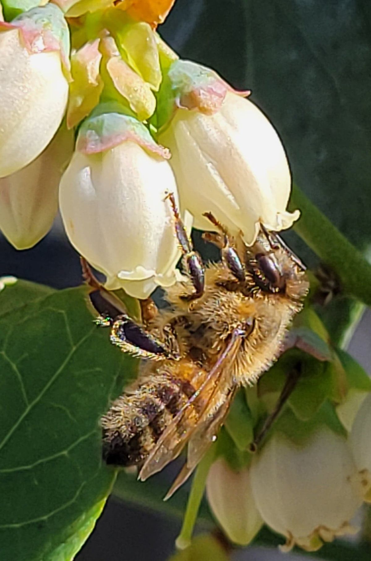 POWAY:  Blueberries:  Care, Culture, & Varieties with Richard Wright