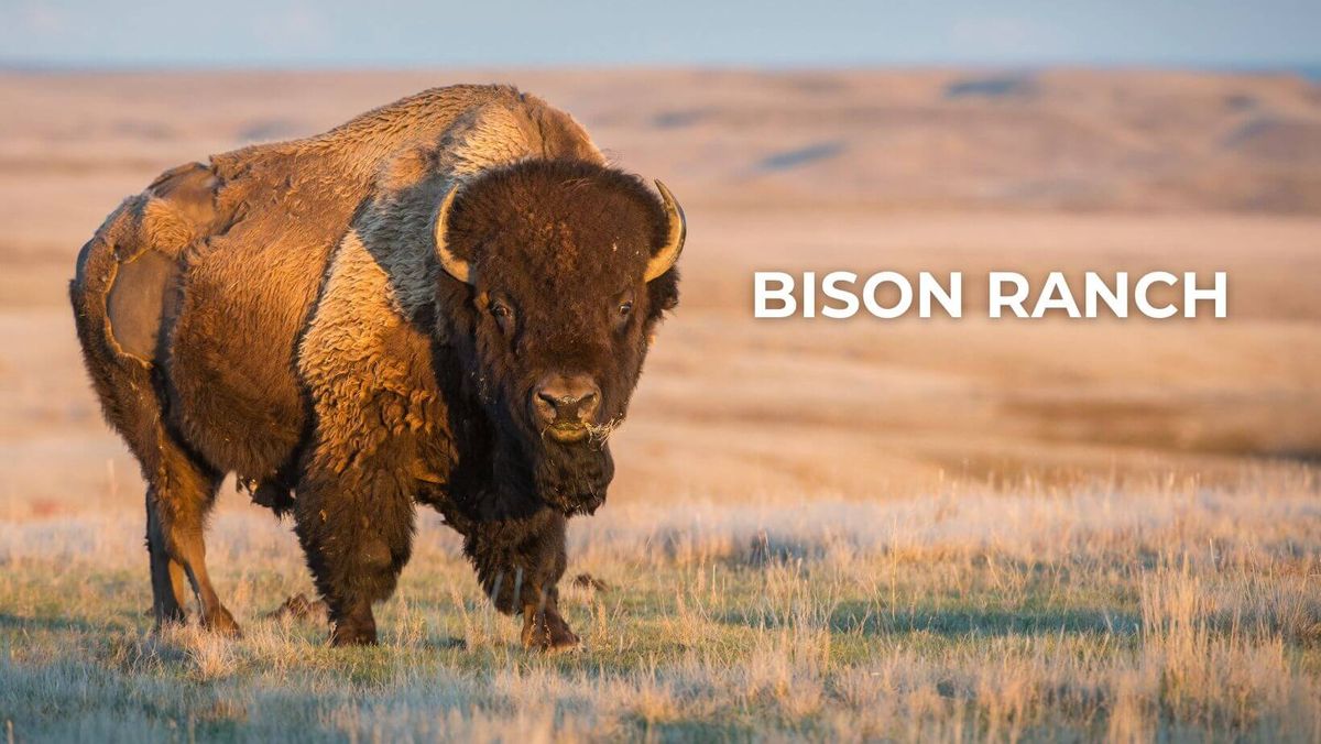 Bison Ranch