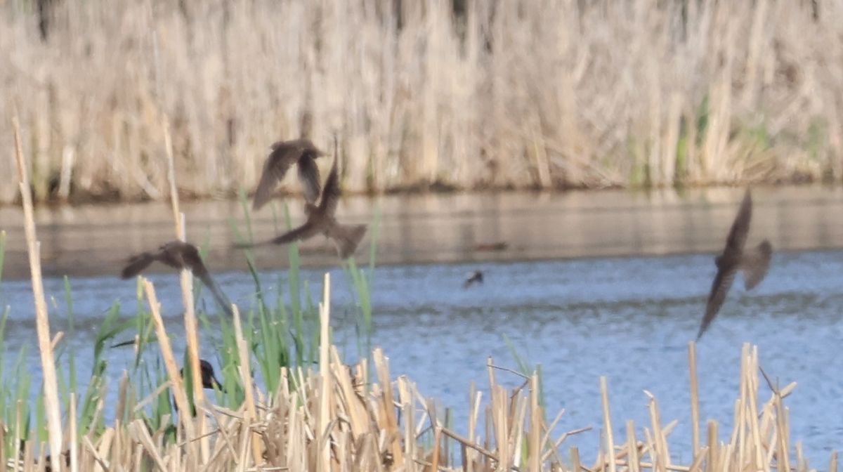 Songbirds Presentation #1: Flycatchers, Swallows, Thrushes