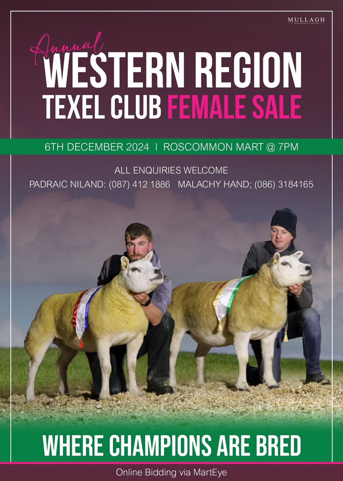 West Region Texel Club Female Sale