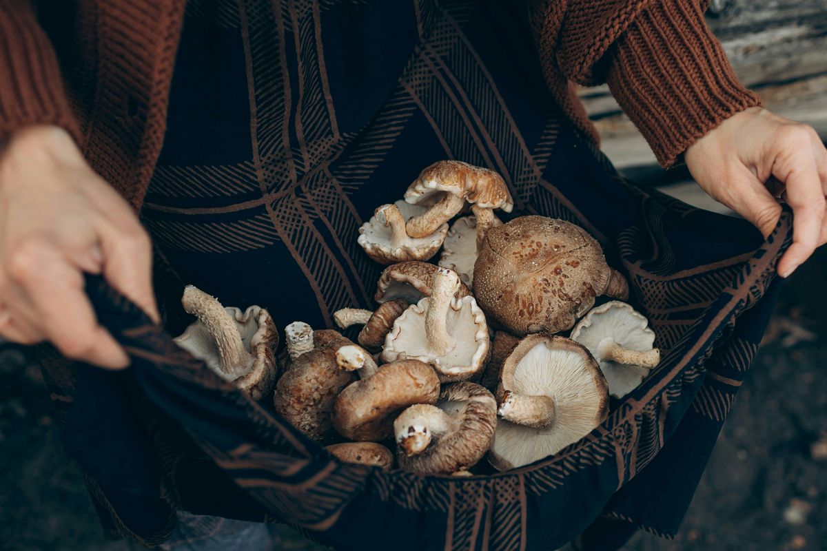 Mushroom Cultivation