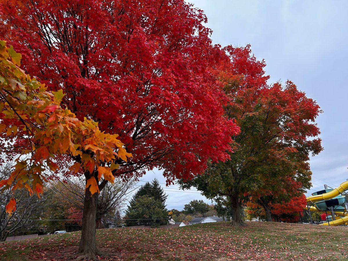 Tree Talk Choosing The Right Tree FREE 