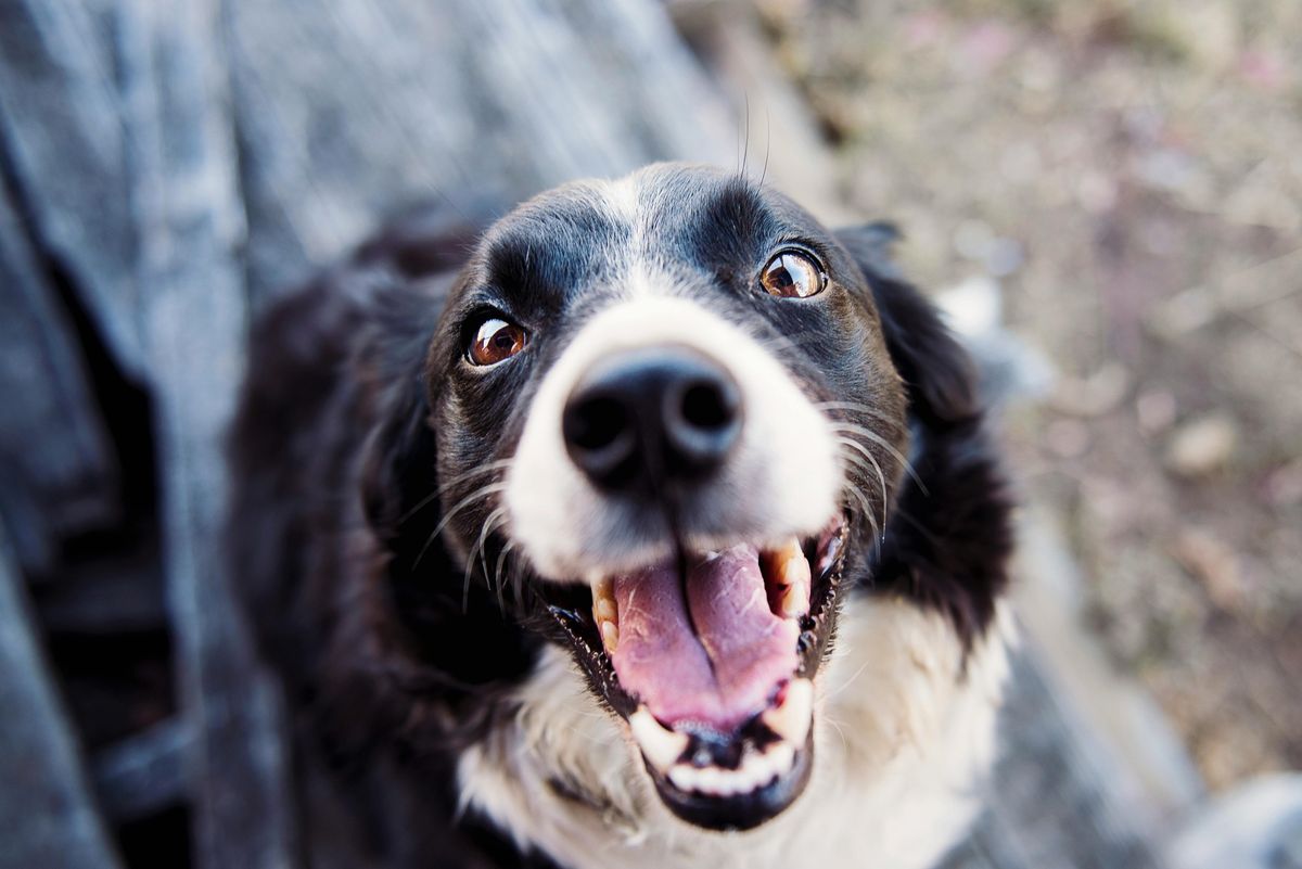 Senior Puppy Class