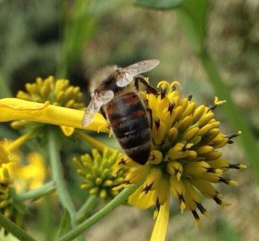 Bee School