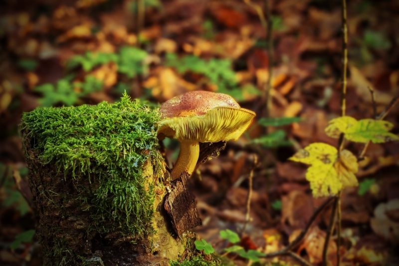 Exkursion: Pilze entdecken und erkennen 