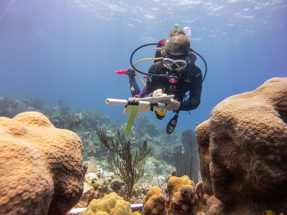 Reef Lecture: Impacts of the 2023 marine heatwave and the changing face of Little Cayman coral reefs