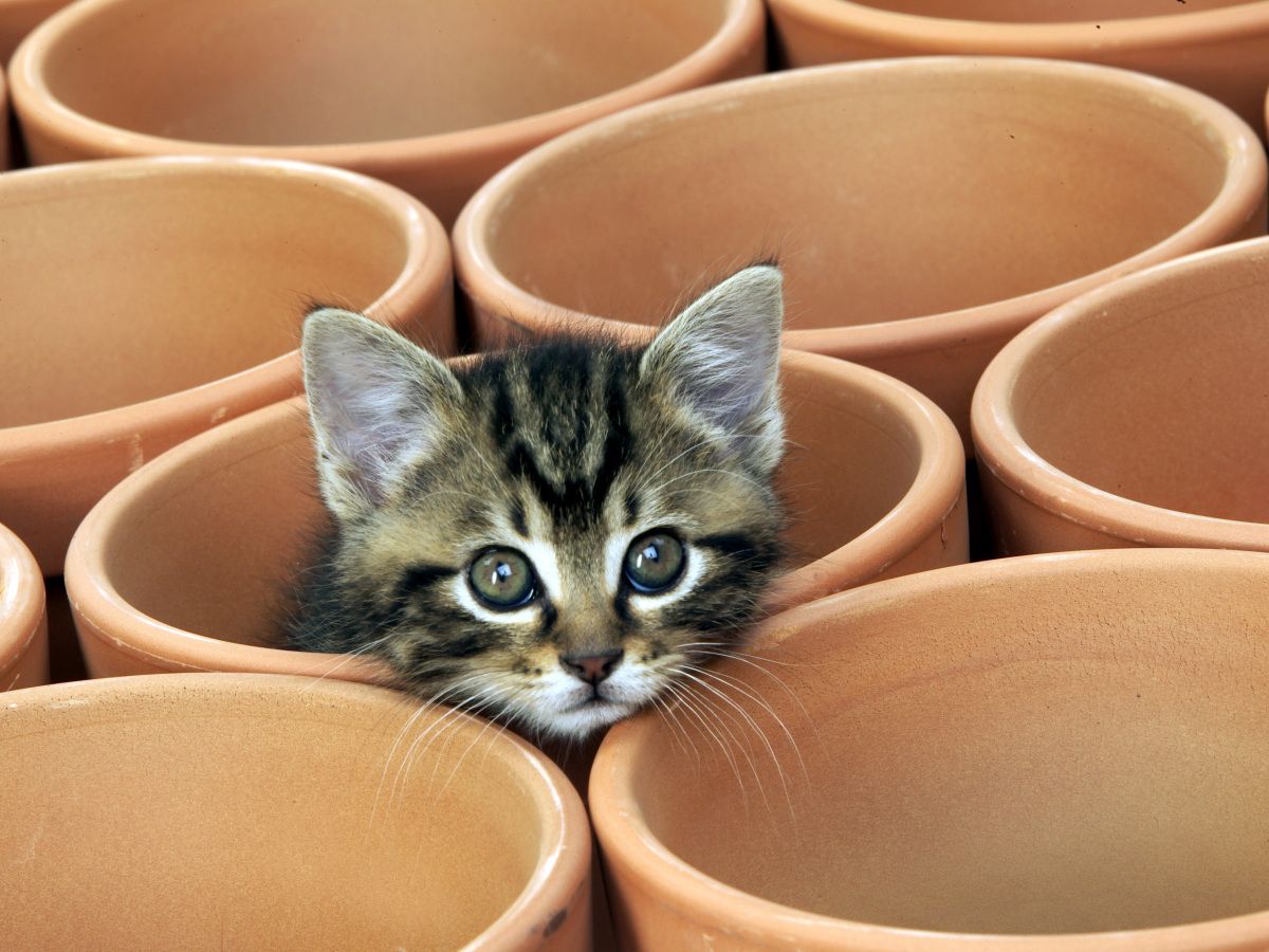 Pottery Class with Kitties