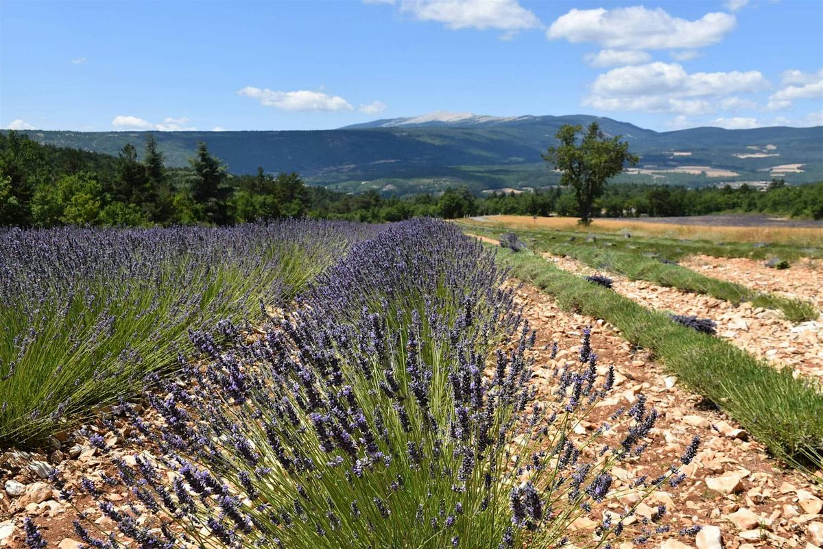 Maison Fran\u00e7aise Spring 2026 Adult Community Courses