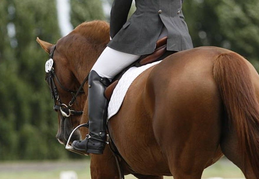 Unaffiliated Dressage