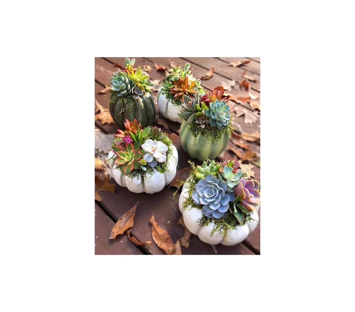 Pumpkin Succulent Centerpiece Workshop                     \u2b50\ufe0f Lincoln \u2b50\ufe0f 