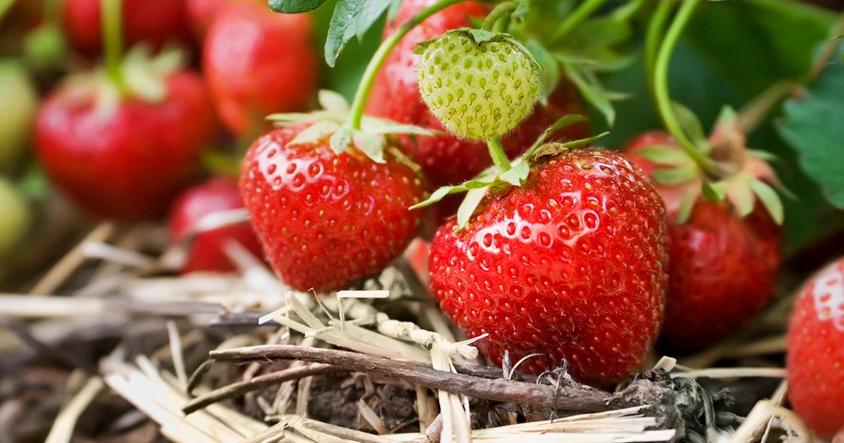 Growing Strawberries for Beginners class