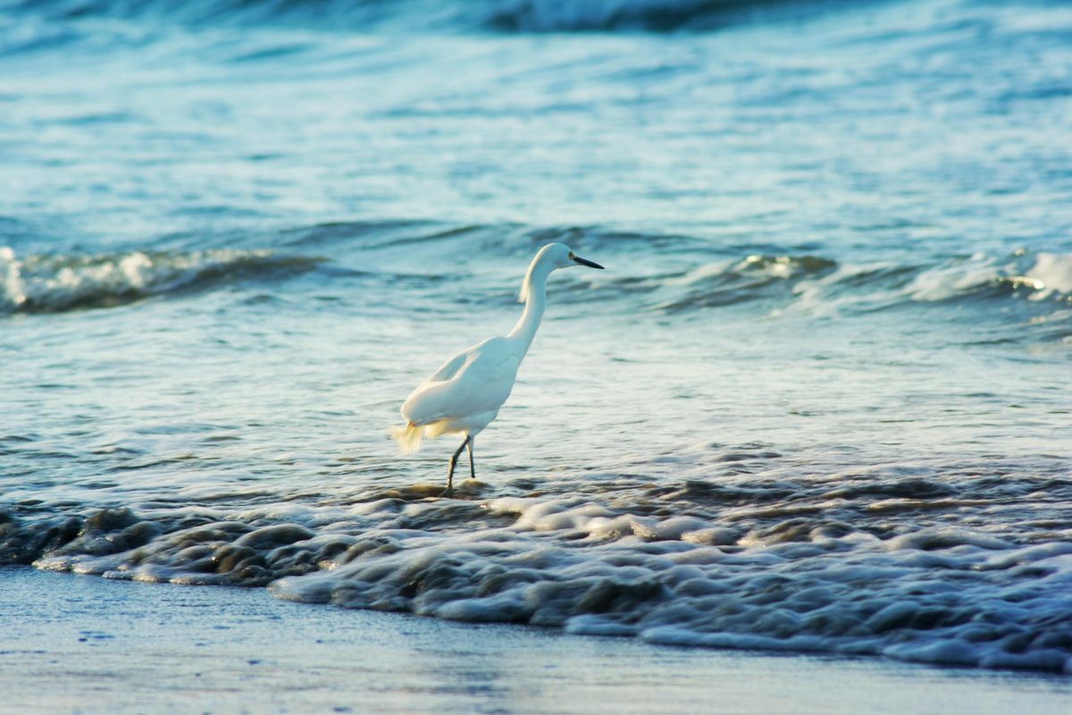 Boat Tour: Birding on the Water