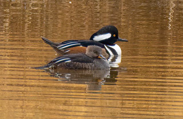 Birding at Broad Run Stream Valley Park