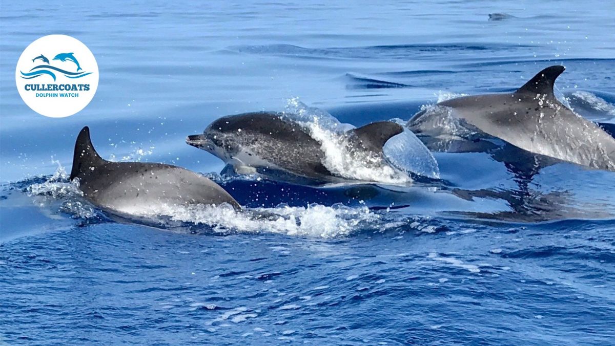 Cullercoats Dolphin Watch Family Drop in Day 