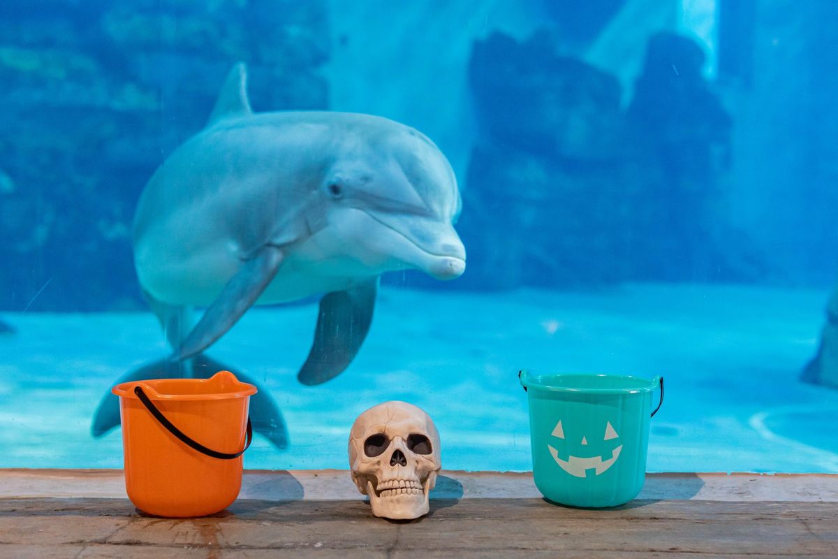 Halloween Spookquarium Brunch