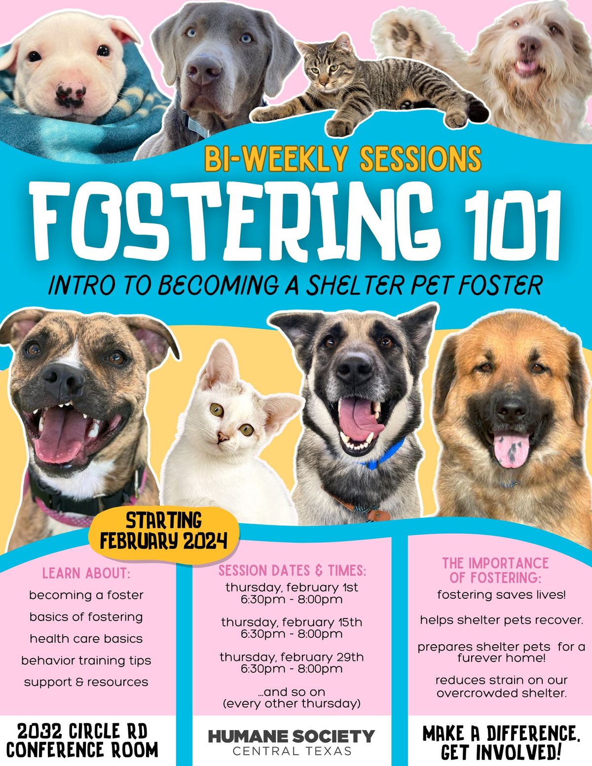 Fostering 101: Intro to Becoming a Shelter Pet Foster