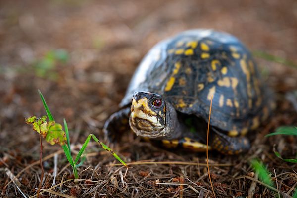 Storytime: The Box Turtle