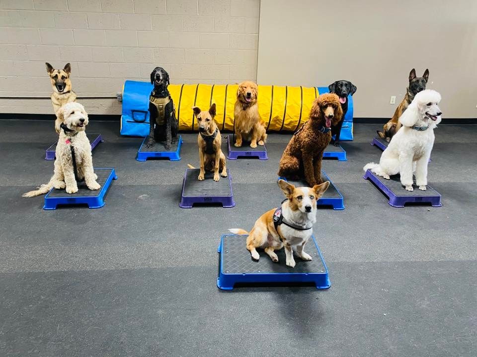 Dog Squad Basic Obedience Class Series