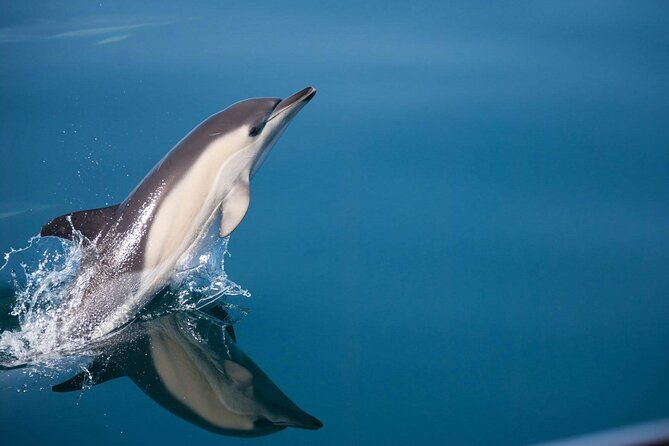 Aventura de avistamiento de delfines en la bah\u00eda de Estepona
